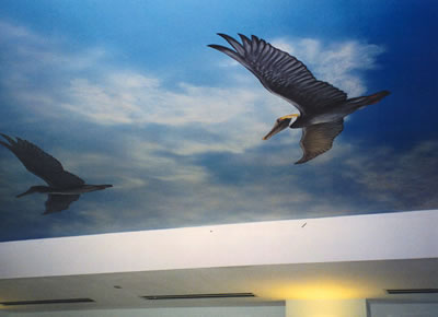 09_pelicans_fs